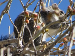 Sciurus arizonensis