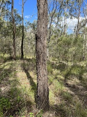 Eucalyptus siderophloia