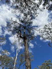 Eucalyptus siderophloia