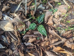 Trillium underwoodii