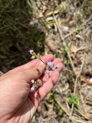 Praxelis clematidea
