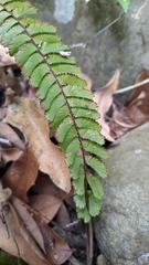 Adiantum caudatum