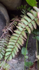 Adiantum caudatum