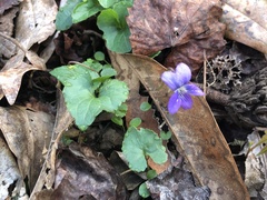 Viola sororia