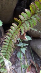 Adiantum caudatum