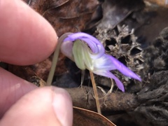 Viola sororia