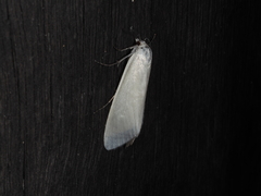 Tipanaea patulella