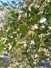 Quillaja saponaria