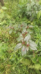 Phytolacca rivinoides