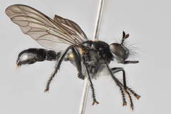 Laphria winnemana