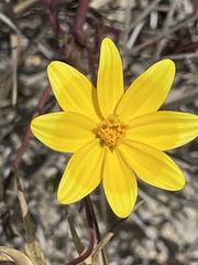 Bidens cabopulmensis