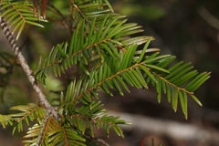Taxus floridana