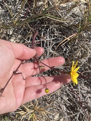 Bidens cabopulmensis