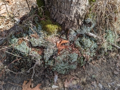 Cladonia apodocarpa