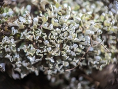 Cladonia apodocarpa