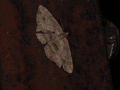 Didymoctenia exsuperata