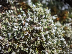 Cladonia apodocarpa