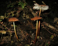 Marasmius berteroi