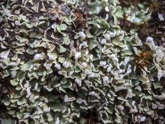 Cladonia apodocarpa