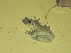 Trachycephalus typhonius