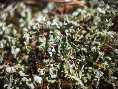 Cladonia apodocarpa