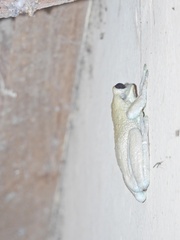 Trachycephalus typhonius