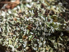 Cladonia apodocarpa