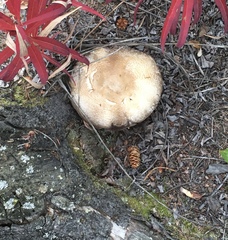 Agaricus sylvicola
