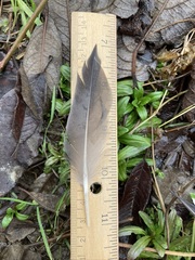 Mareca strepera