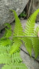 Macrothelypteris torresiana