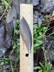 Mareca strepera