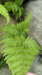 Macrothelypteris torresiana