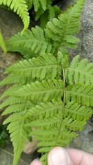 Macrothelypteris torresiana