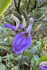 Brillantaisia owariensis