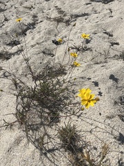 Bidens cabopulmensis