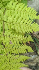 Macrothelypteris torresiana