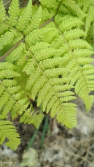 Macrothelypteris torresiana