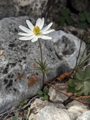 Anemone okennonii