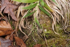 Dichanthelium strigosum leucoblepharis