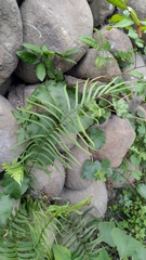 Pteris vittata