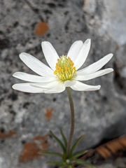 Anemone okennonii