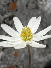 Anemone okennonii