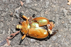 Anoplognathus montanus