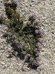 Euphorbia leucophylla