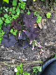 Oxalis purpurea