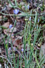 Sisyrinchium pruinosum