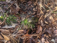 Dichanthelium strigosum leucoblepharis