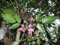 Arthroclianthus