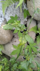 Solanum americanum