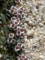 Euphorbia leucophylla